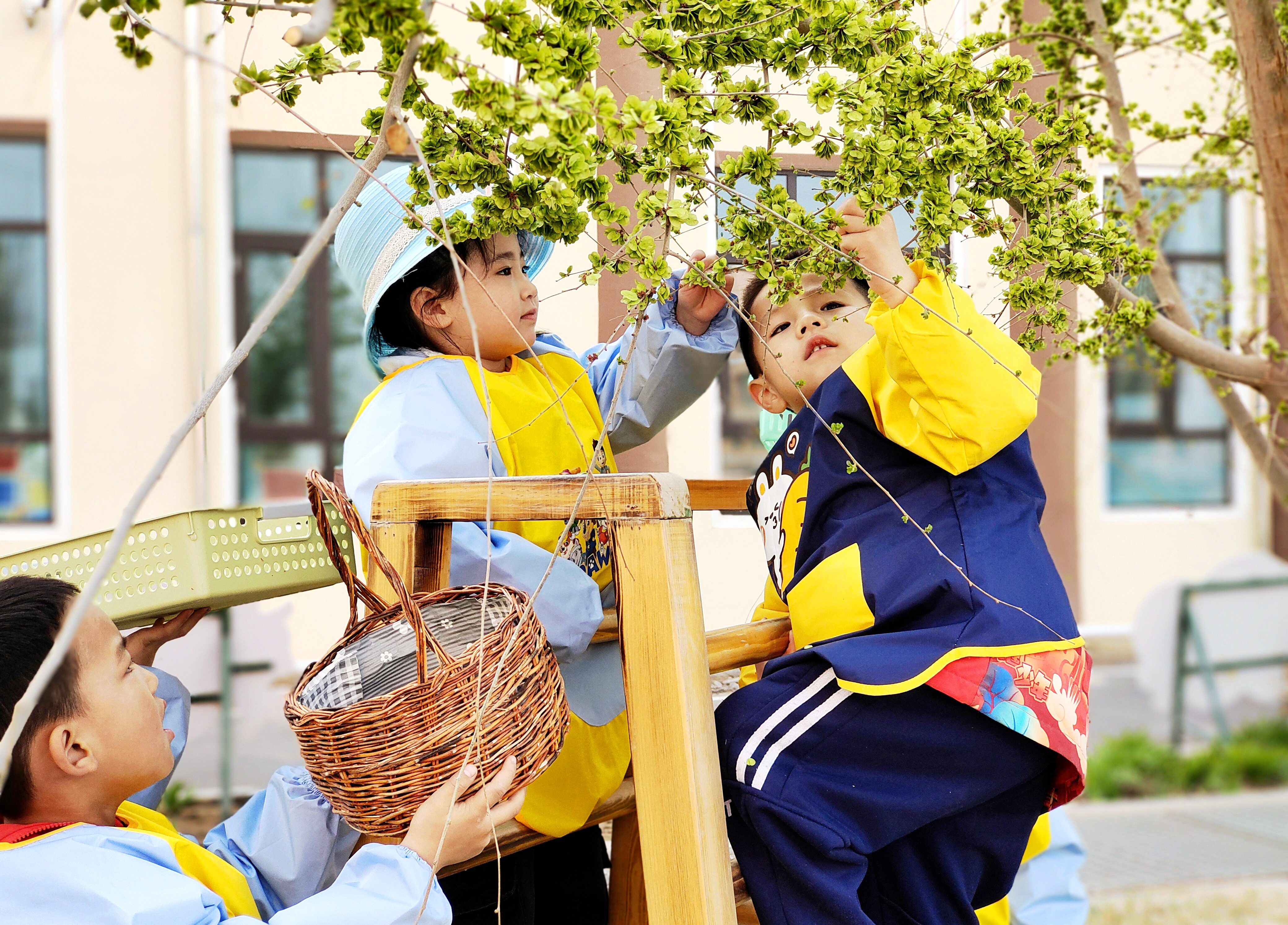 07 孩子們在采摘榆錢。楊海燕 攝.jpg