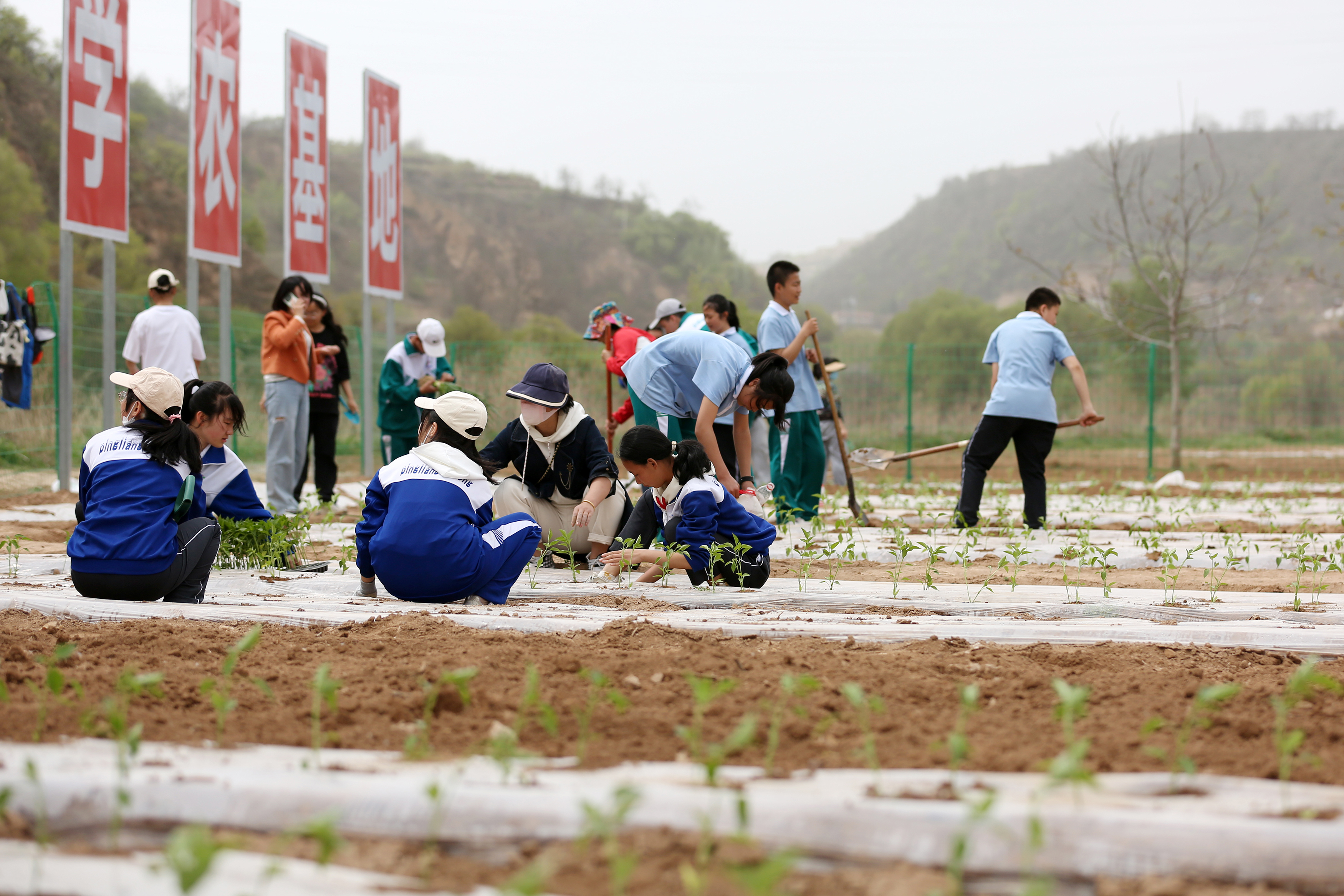 04——4月27日，在甘肅省平?jīng)鍪械谒闹袑W(xué)行知園學(xué)農(nóng)基地里，學(xué)生們?cè)诜N植辣椒苗。.JPG