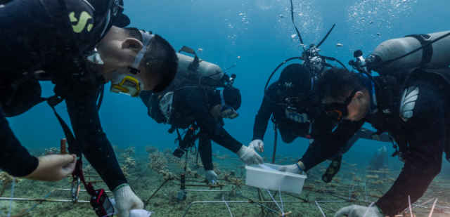 海南大學(xué)科研團(tuán)隊(duì)在三亞海底進(jìn)行珊瑚種植。（學(xué)校供圖）.png